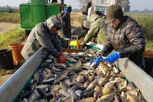 Karp milicki - Gospodarstwo Rybackie Stawczyk