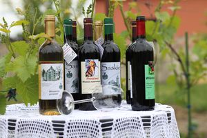 Wino 