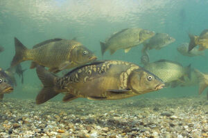 Karp z Doliny Baryczy - Karp z Gospodarstwa Rybackiego Stawy Przygodzice